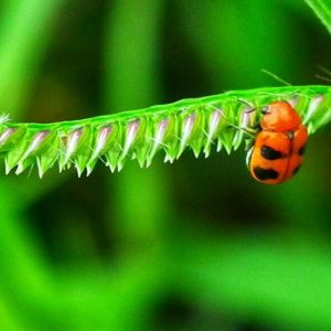 Distance Learning Course - theory