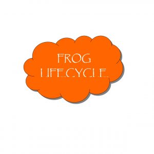 FrogLifeCycle Pg