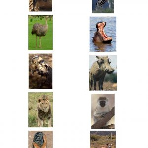 Spoor Guide pictures Pg 2