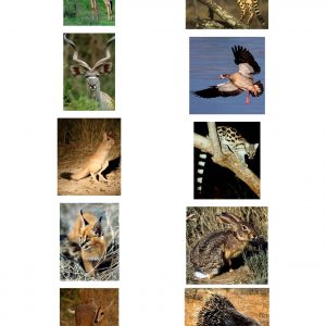 Spoor Guide pictures Pg3